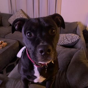 Meet your Posher, Bill